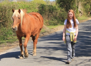 Guest Walking Horse cropped